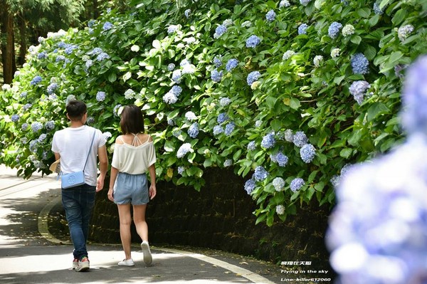 ▲高山农场绣球花（图／摄影师《飞翔在天际》授权提供）