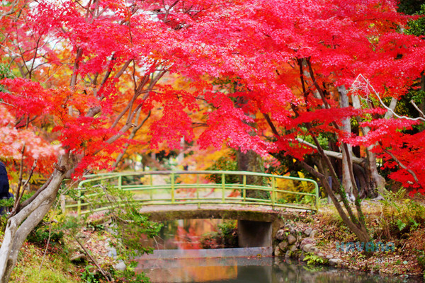 ▲京都府立植物园。(图/卡瓦纳提供)