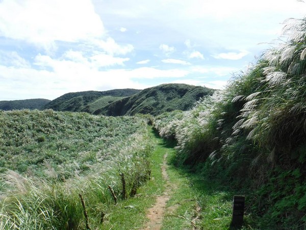 ▲阳明山芒花。（图／翻摄自阳明山国家公园粉丝专页）