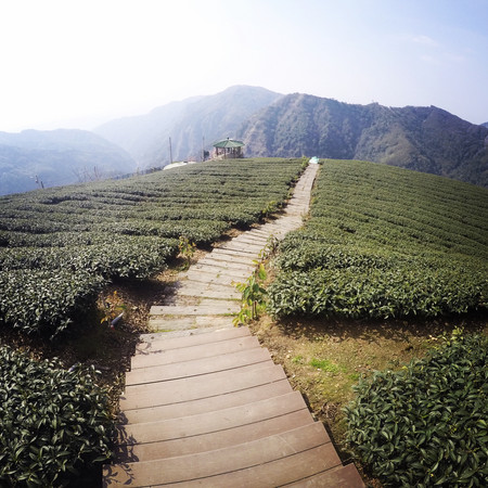 ▲软鞍八卦茶园。（图／网友提供，请勿随意翻拍，以免侵权）