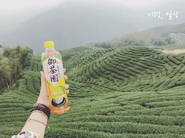 ▲南投竹山八卦茶园。（图／网友agnes_yi0提供，请勿随意翻拍，以免侵权。）