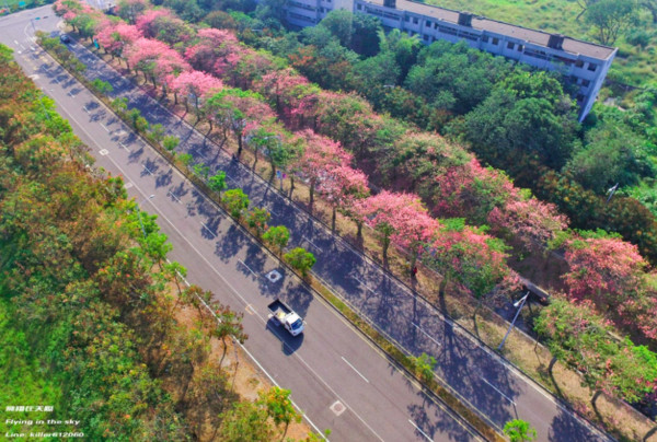 ▲云林虎尾美人树。（图／摄影师《飞翔在天际》提供，请勿随意翻拍，以免侵权。）