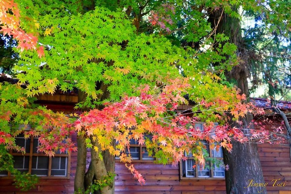 ▲福寿山农场近日枫况。(图/网友jimmy_trj66提供,请勿随意翻拍,以免侵权)