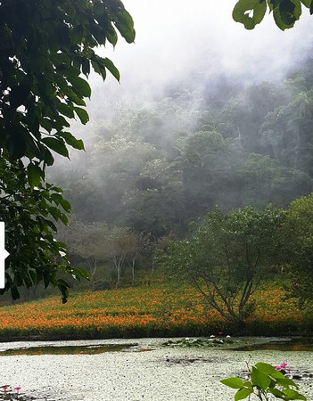 ▲竹林湖看金针花。（图／网友杨采静提供，请勿随意翻拍，以免侵权。）