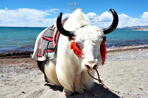 ▲中国西藏旅游。(图/爆肝护士提供)