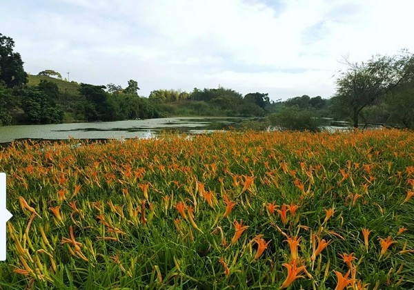 ▲竹林湖看金针花。（图／网友杨采静提供，请勿随意翻拍，以免侵权。）