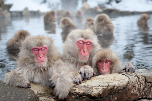 ▲春节日本旅游。（图／五福旅游提供）