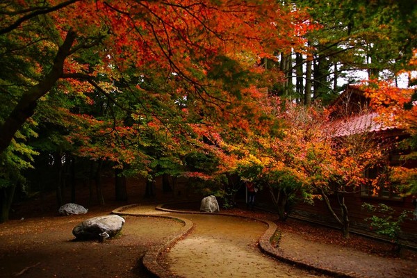 ▲福寿山农场近日枫况。(图/网友提供,请勿随意翻拍,以免侵权)