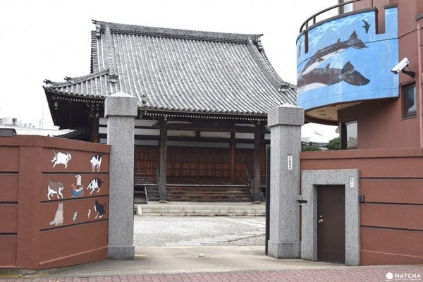 东京都葛饰区　证愿寺。（图／matcha提供）