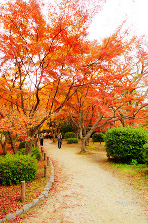 ▲京都府立植物园。(图/卡瓦纳提供)