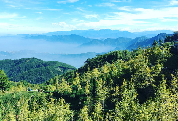 ▲农民在高山乌龙茶园间,种植约60至80公顷的银杏林。(图/网友joshchen98120提供,请勿随意翻拍,以免侵权。)