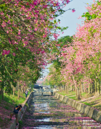 ▲云林虎尾美人树。（图／摄影师《飞翔在天际》提供，请勿随意翻拍，以免侵权。）