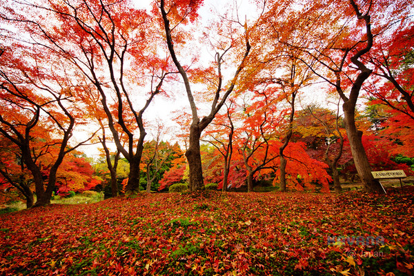 ▲京都府立植物园。(图/卡瓦纳提供)