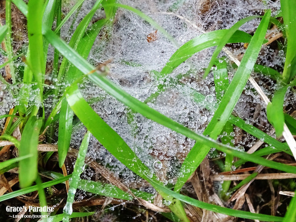 ▲台北秘境阳明山梦幻湖。（图／葛瑞丝提供）