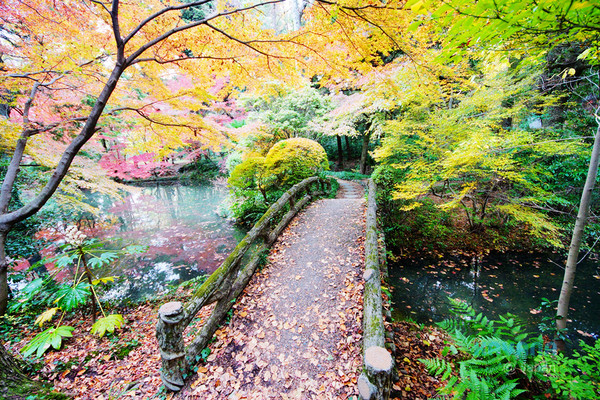 ▲京都府立植物园。(图/卡瓦纳提供)