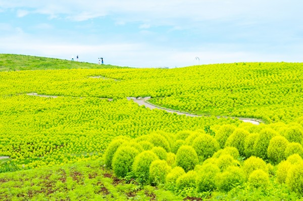 暑假游日本。(图/五福旅游)