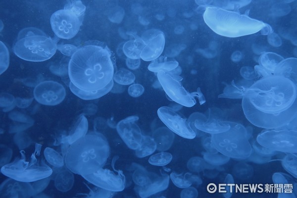 ▲加茂水族馆。（图／记者于佳云摄）
