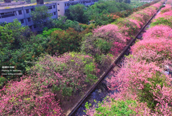 ▲云林虎尾美人树。（图／摄影师《飞翔在天际》提供，请勿随意翻拍，以免侵权。）