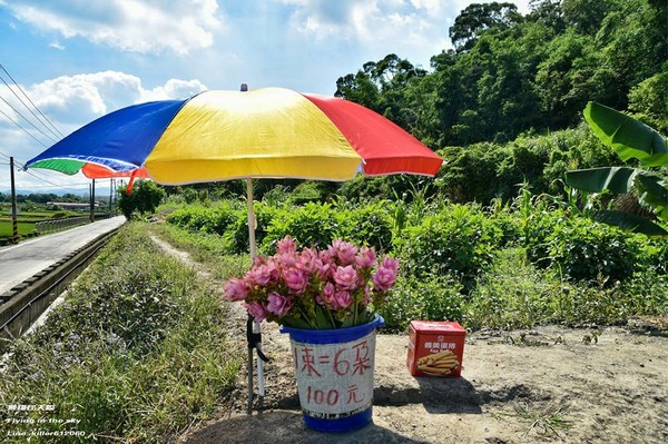 ▲台中外埔姜荷花海。（图／摄影师《飞翔在天际》授权提供）