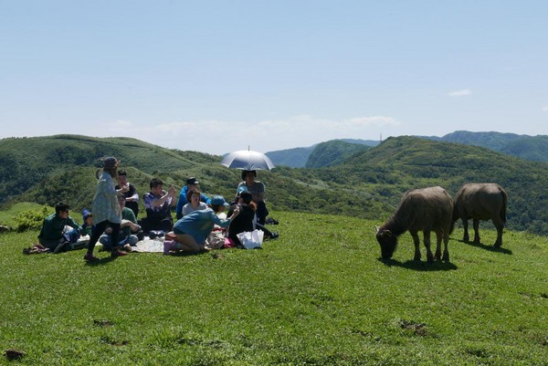 不止登高望海　还能与牛牛野餐