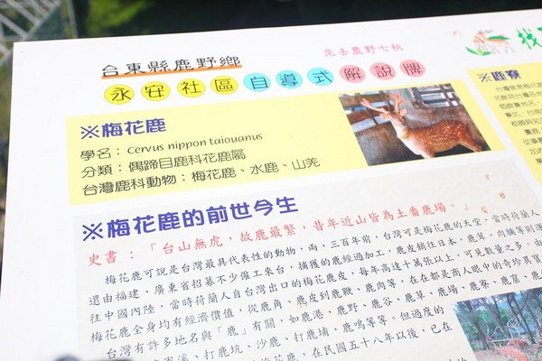 ▲桃园武陵绿色隧道。(图/Mimi韩提供)