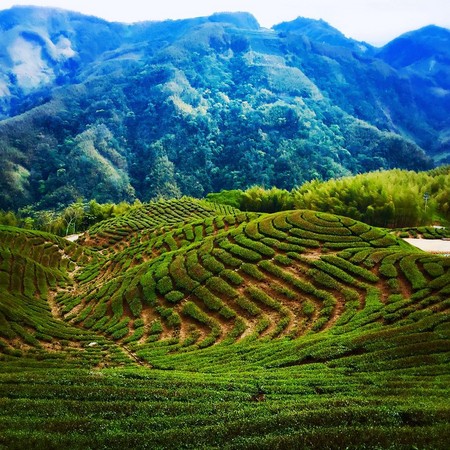 ▲南投竹山八卦茶园。（图／网友selena_tai提供，请勿随意翻拍，以免侵权。）