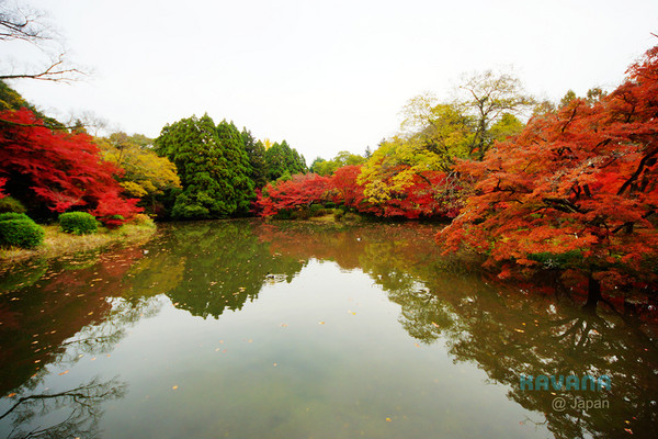 ▲京都府立植物园。(图/卡瓦纳提供)