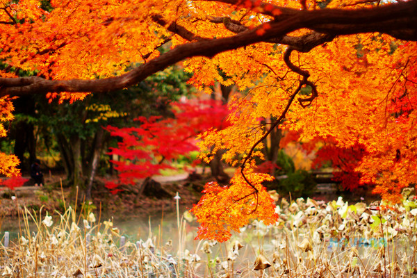 ▲京都府立植物园。(图/卡瓦纳提供)