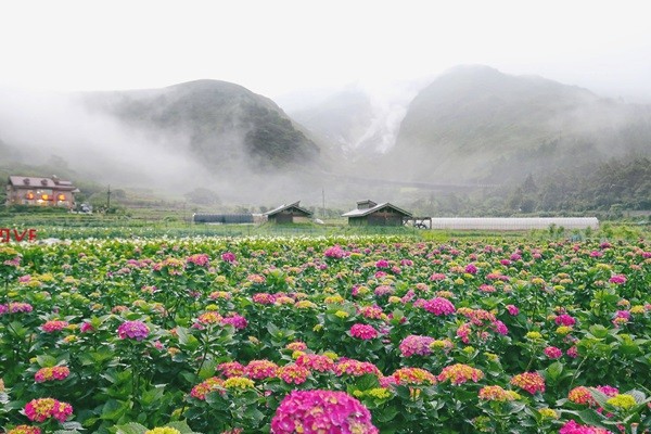 阳明山绣球花（图／台北市政府提供）