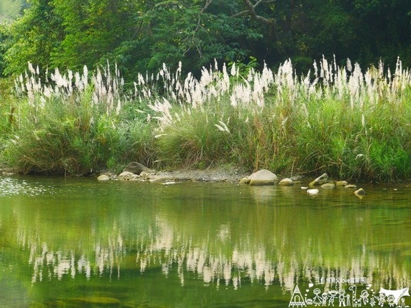 ▲苗栗大坪左岸亲子露营地。（图／何师父提供）