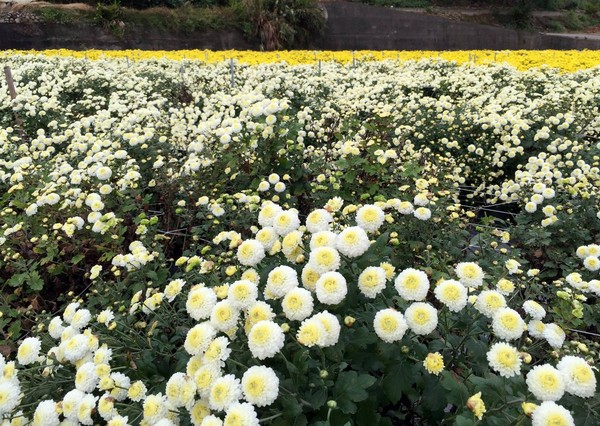 ▲苗栗铜锣杭菊芋头节。(图/取自花现铜锣粉丝专页)