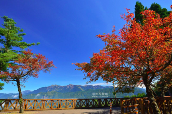 ▲阿里山樱花红叶。(图/翻摄自《漫步在云端的阿里山》脸书)