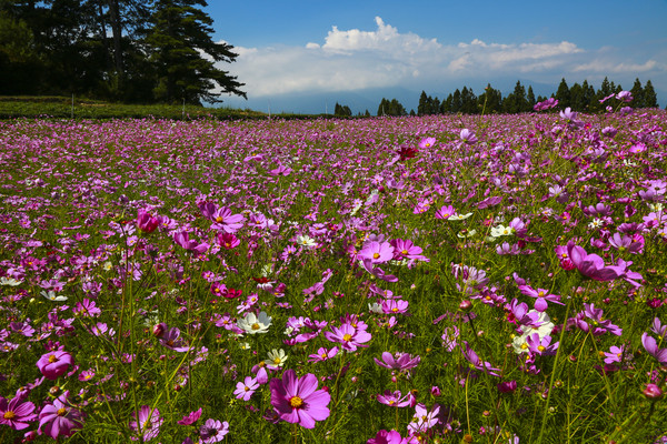 ▲%?福寿山农场、波斯菊。（图／记者黄克翔摄）