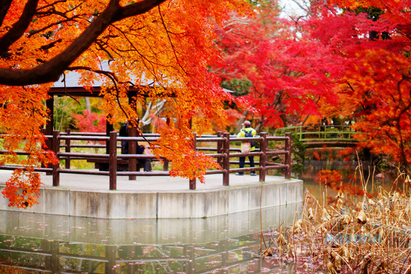 ▲京都府立植物园。(图/卡瓦纳提供)