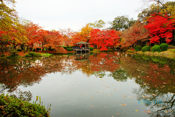 ▲京都府立植物园。(图/卡瓦纳提供)