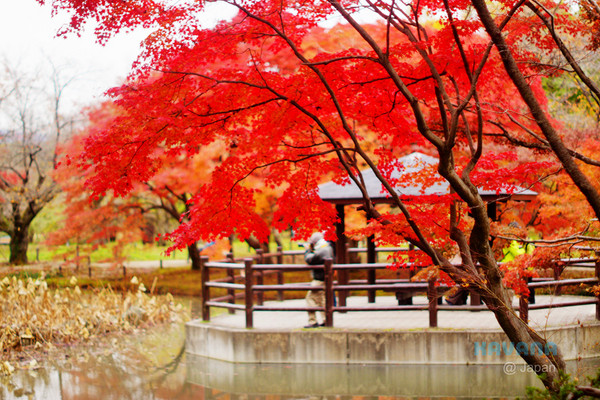 ▲京都府立植物园。(图/卡瓦纳提供)
