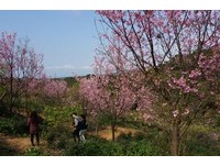 春天真的要来了！新北市樱花季19日三芝登场