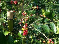 “2016台湾咖啡节”12/17开跑　跟专业老师免费学拉花