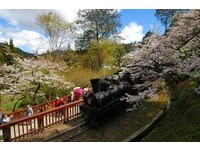 樱花配复古火车　阿里山花季蒸汽火车限定只有5天