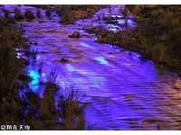 台中大坑蝴蝶桥雨后出现“蓝河”　黑夜中整条变萤光色