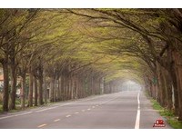仿佛走在电影中　学甲绿色隧道长达五百米！