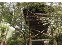 住进泰山的家！嘉义“秘密树屋”赏云海翻腾、慢活森呼吸