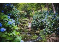 绣球花浪漫盛夏约会　苗栗山中溪流紫色秘境花团爆发中
