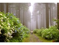 3万株绣球花沿杉木林绽放　日本岩手超美赏花秘境