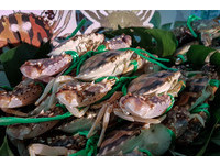 爱吃螃蟹者必看！大嗑“万里蟹”前　你该知道的几件事