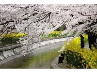 春天最美的粉色天空！精选京都11个必去赏樱美地