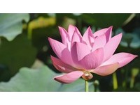 新北7大赏荷秘境懒人包　最大的花田有7公顷