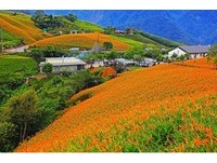 此生必看的黄金花毯！花莲“六十石山金针花季”8/5起跑