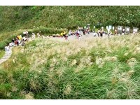 秋日赏芒季！大台北不用开车的亲民景点懒人包