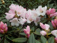 合欢山玉山杜鹃花开！绝美嫣红花朵美丽绽放
